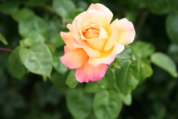 stock image Vibrant orange rose