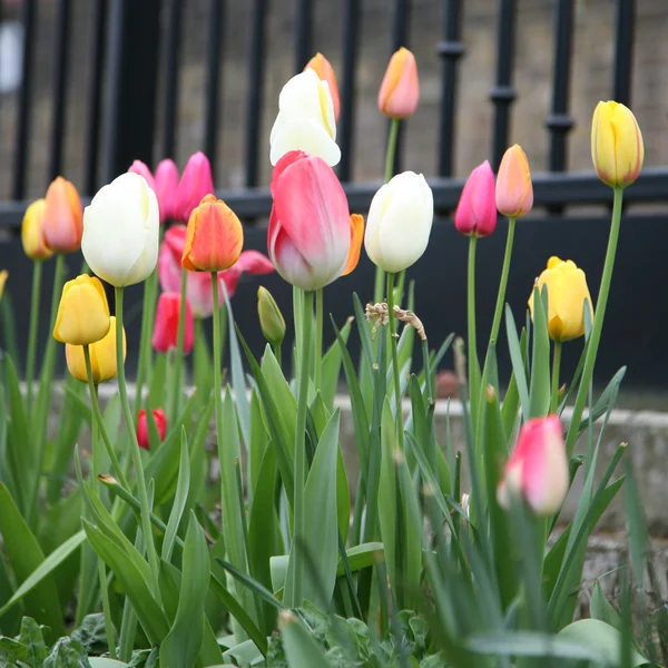 stock image Abundance of blooming tulip flowers