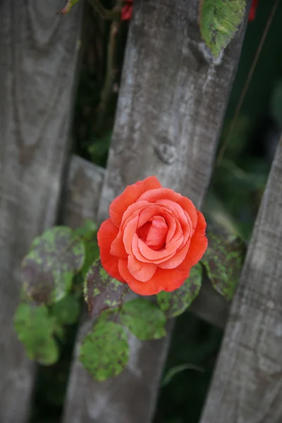 Δονούμενο κόκκινο τριαντάφυλλο — Φωτογραφία Αρχείου