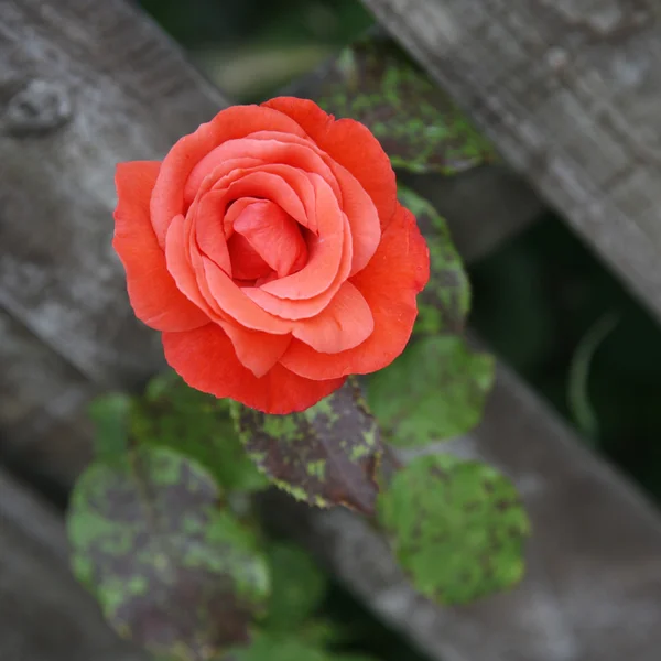 stock image Vibrant red rose