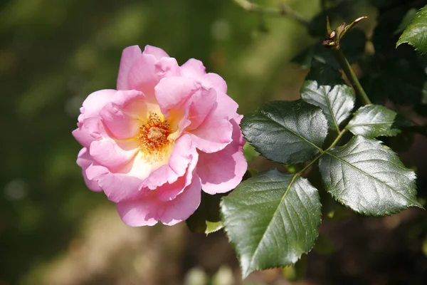 Stock image Vibrant pink rose