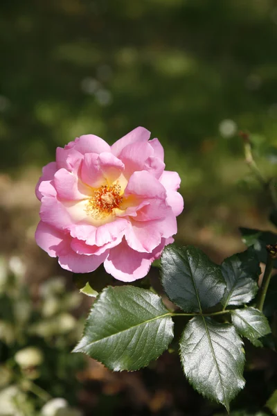 stock image Vibrant pink rose