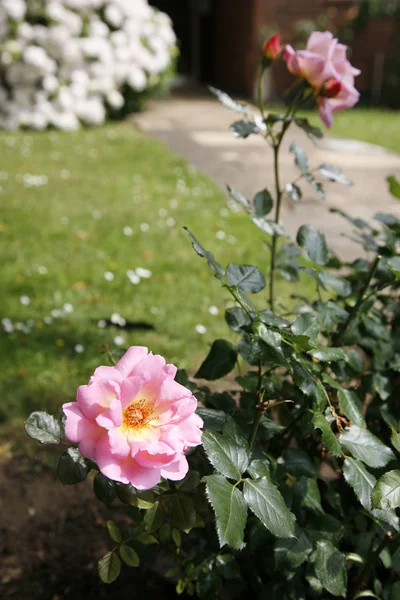 stock image Vibrant pink rose