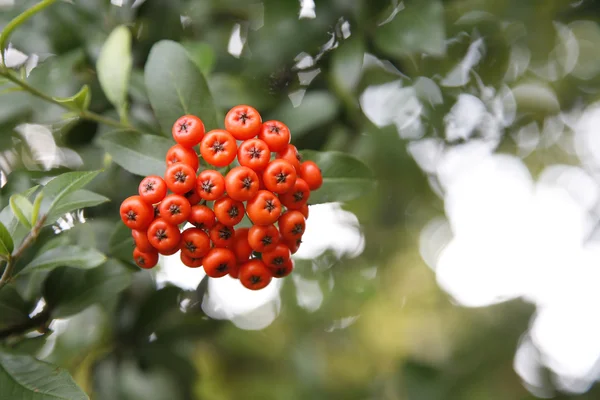 Rowan Berries — Stock Photo, Image
