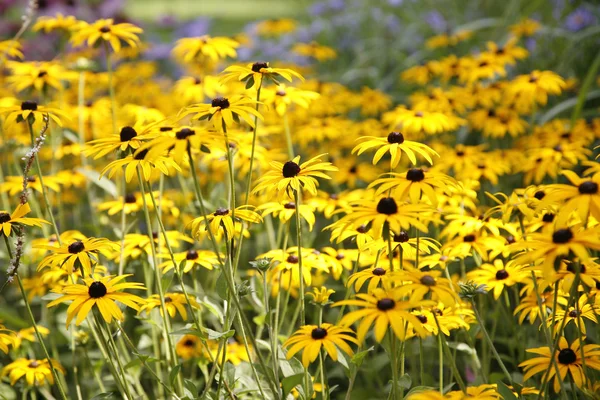 stock image Yellow Flowers