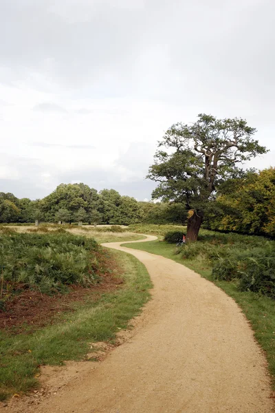 Walk path in Richmond Park — Stock Photo, Image