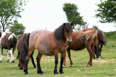 dartmoor milli park peyzaj