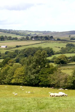 dartmoor milli park peyzaj