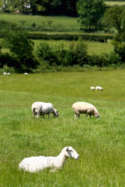 dartmoor milli park peyzaj