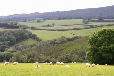 dartmoor milli park peyzaj