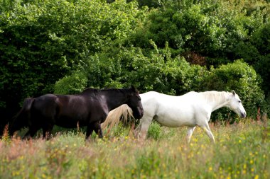 dartmoor milli park peyzaj