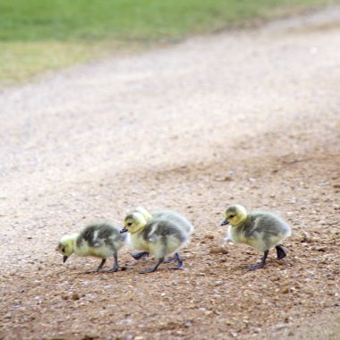 Goose Gooslings clipart