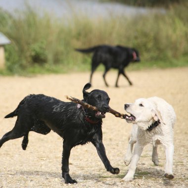 sopa ile oynayan köpek