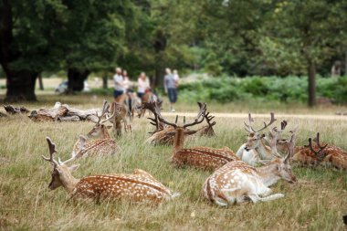 richmond Park'ta geyik