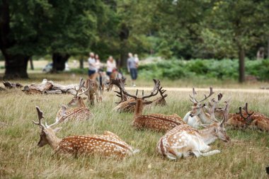 Deer in Richmond Park clipart