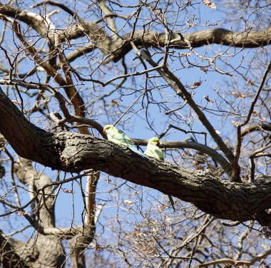richmond Park yeşil papağan