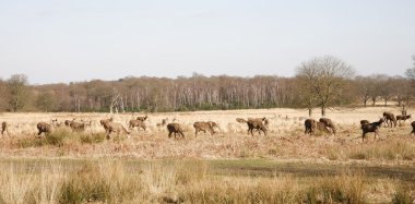 richmond Park'ta geyik