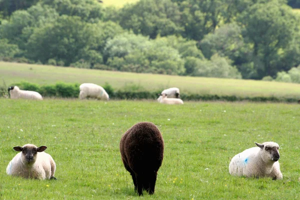 Landscape of Dartmoor National Park