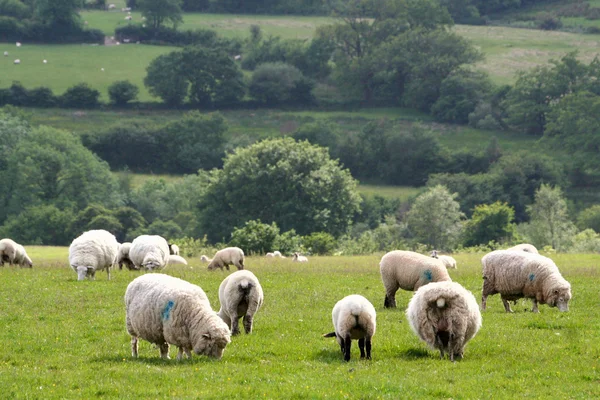 stock image Landscape of Dartmoor National Park