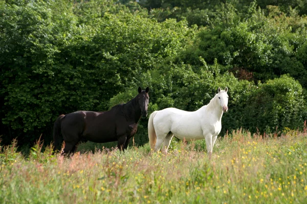 stock image Landscape of Dartmoor National Park