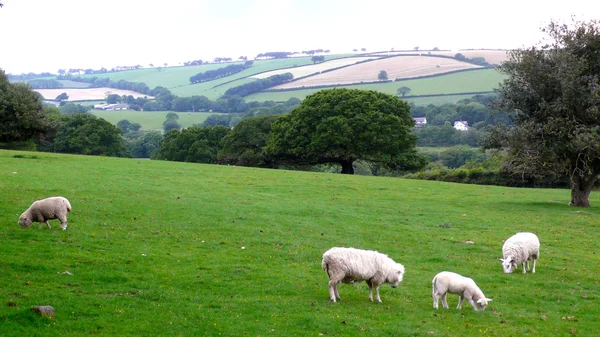 Landscape of Dartmoor National Park — Stock Photo, Image
