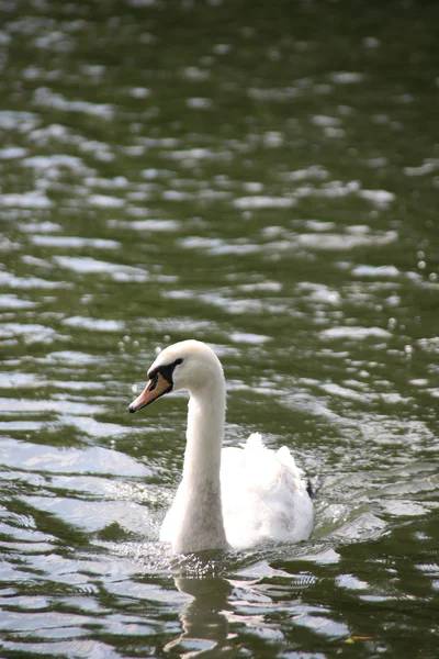 Cisne agraciado — Foto de Stock