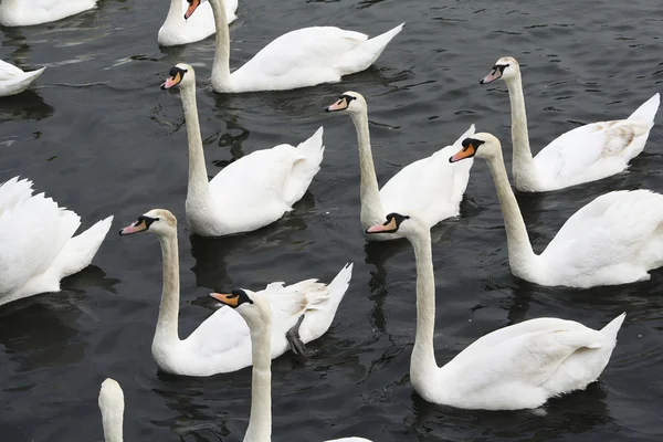 Graceful swan — Stock Photo, Image