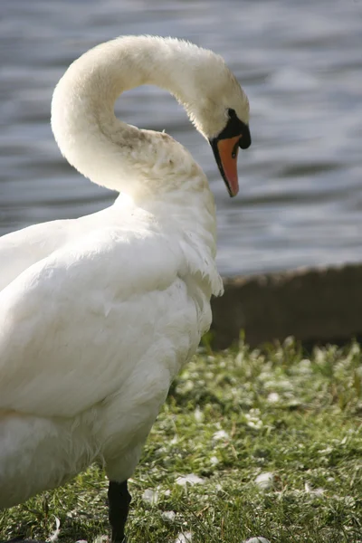 Cisne agraciado —  Fotos de Stock