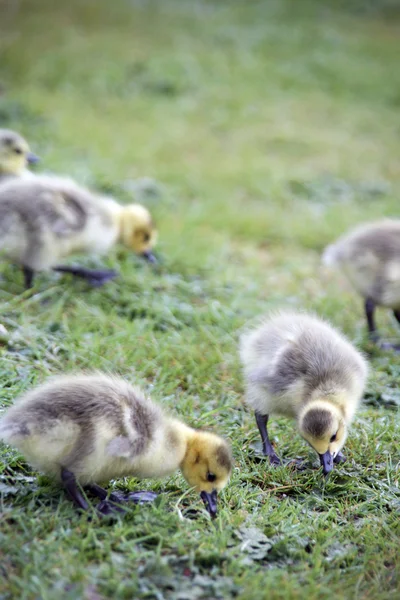 stock image Goose Gooslings