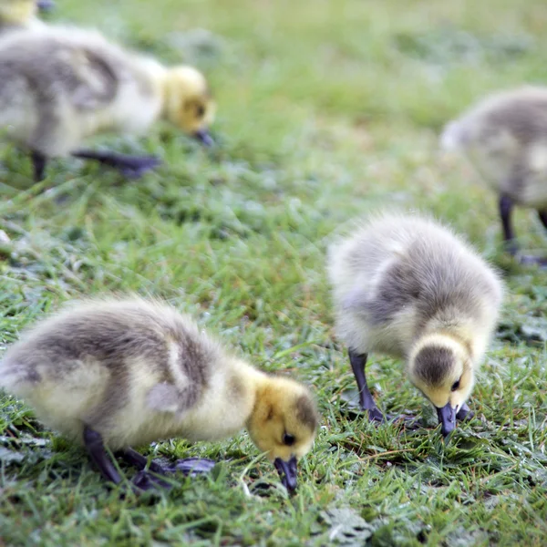 stock image Goose Gooslings