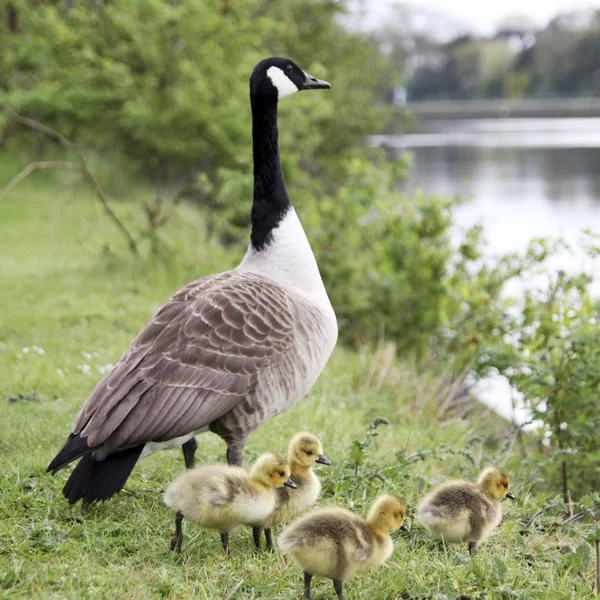 stock image Goose Family