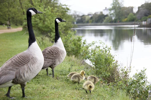 stock image Goose Family