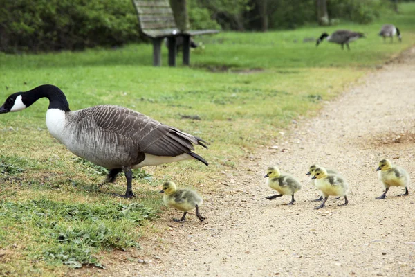 stock image Goose Family