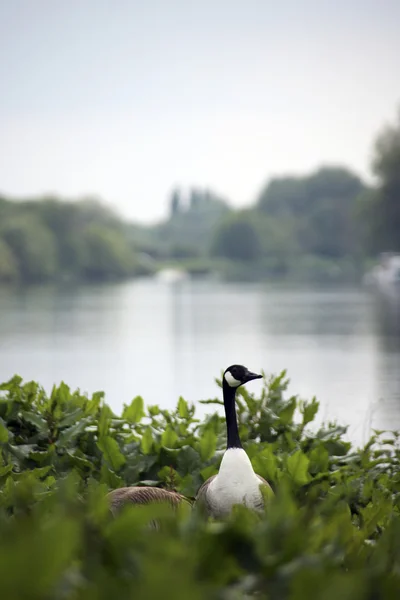 Oie sauvage dans la rivière Thames — Photo