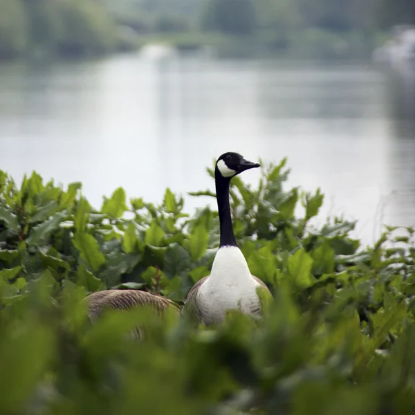 在泰晤士河畔的野鹅 — 图库照片