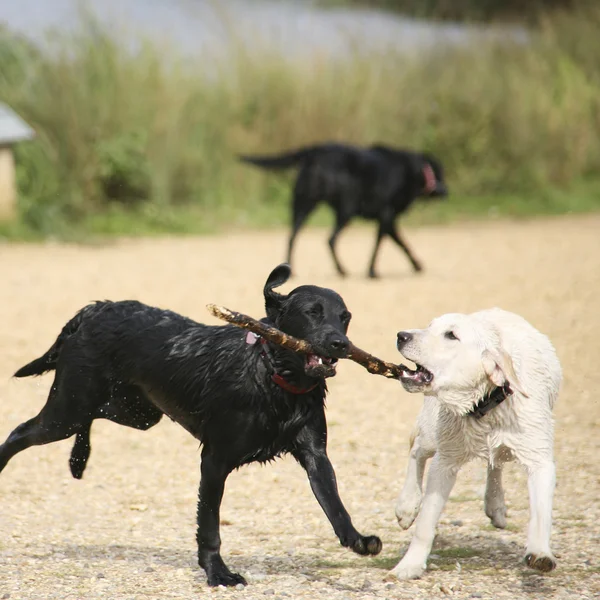 stock image Dog playing with stick