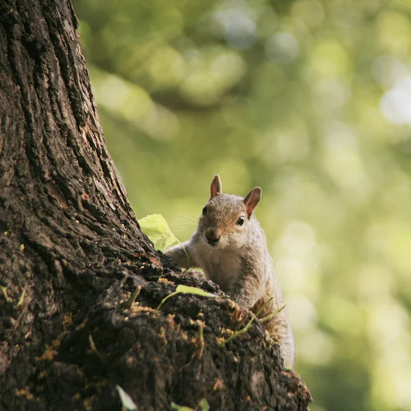 Portrait of a Grey Squirrel — Stock Photo, Image