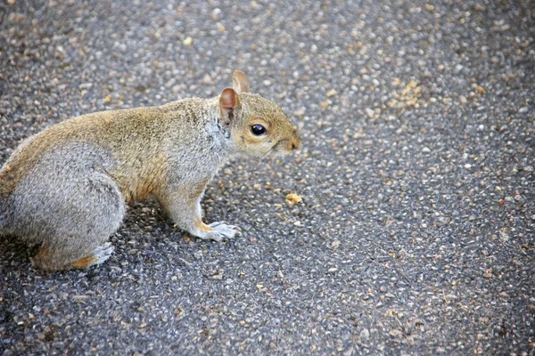 Retrato de um esquilo cinzento — Fotografia de Stock