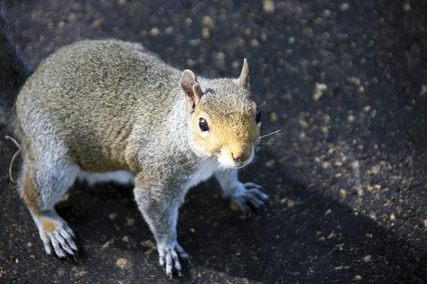 Portrait of a Grey Squirrel — Stock Photo, Image