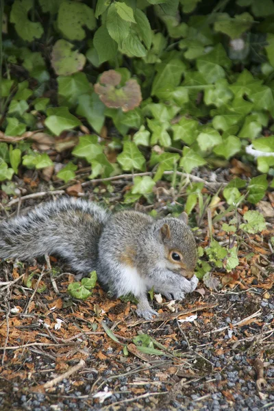 Portrait of a Baby Grey Squirrel — Stock Photo, Image