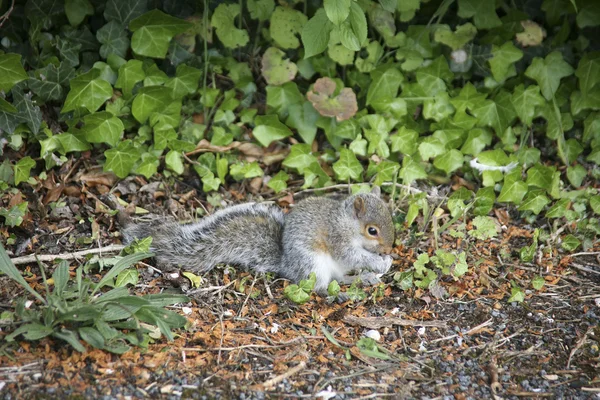 Portrait d'un petit écureuil gris — Photo