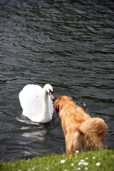 Swan and Dog — Stock Photo, Image