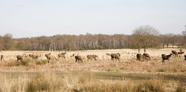 Deer in Richmond Park — Stock Photo, Image