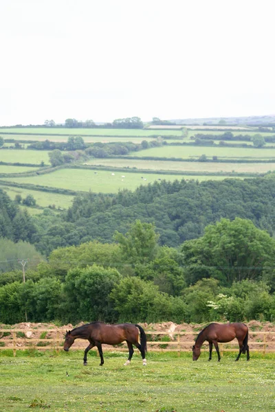 Paesaggio del Parco Nazionale del Dartmoor — Foto Stock