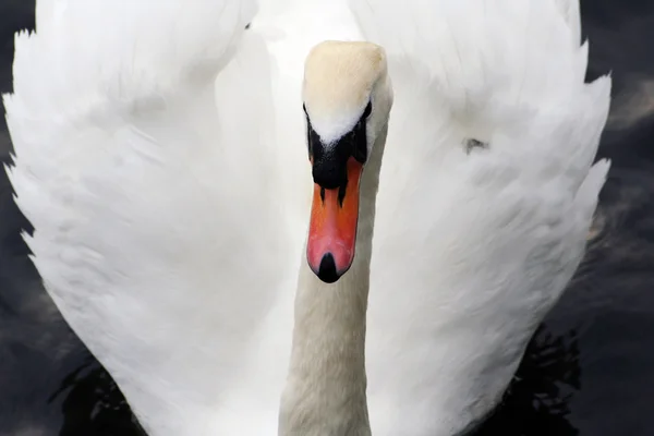 Graceful swan — Stock Photo, Image