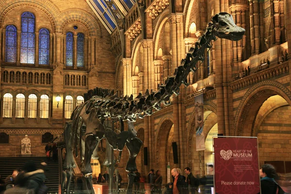 The Natural History Museum — Stock Photo, Image