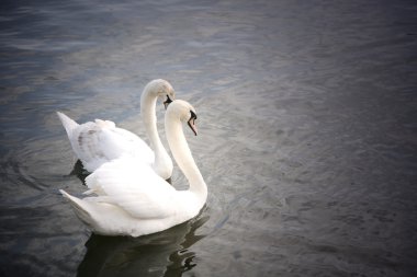 Graceful swan clipart