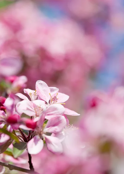 stock image Blooming plum tree in spring with pink flowers