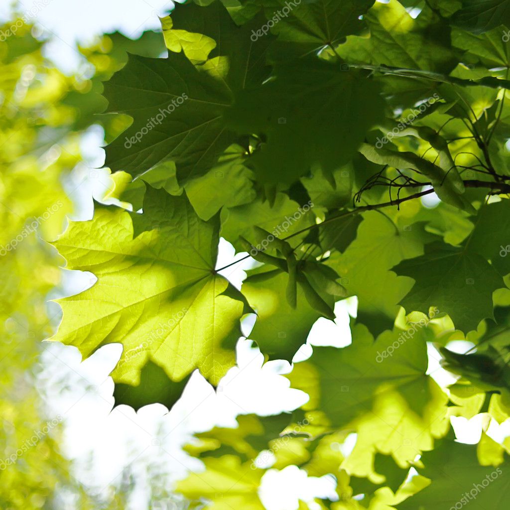 Green maple tree leaves in spring