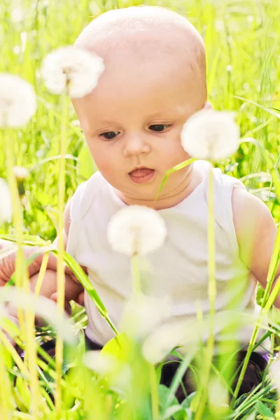 Little baby sitting in the grass and dandelions — Stock Photo, Image